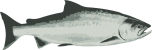 图像：帝王鲑