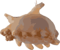 图像：海猪